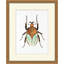 Gilded Beetle 1 Print by Lillian August