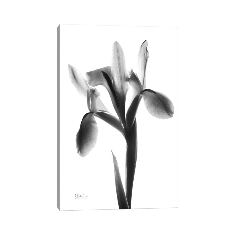 Midnight Le Fleur by Albert Koetsier - Wrapped Canvas Print, 66.04 cm H x 45.72 cm W x 3.175 cm D