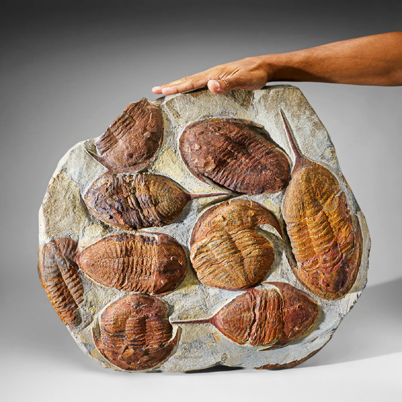 Genuine Cluster Trilobite (Ptychopariida) Fossil On Matrix