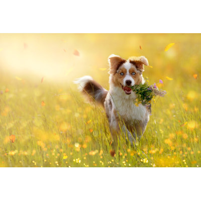 Australian Shepherd by Leoba - Wrapped Canvas Print