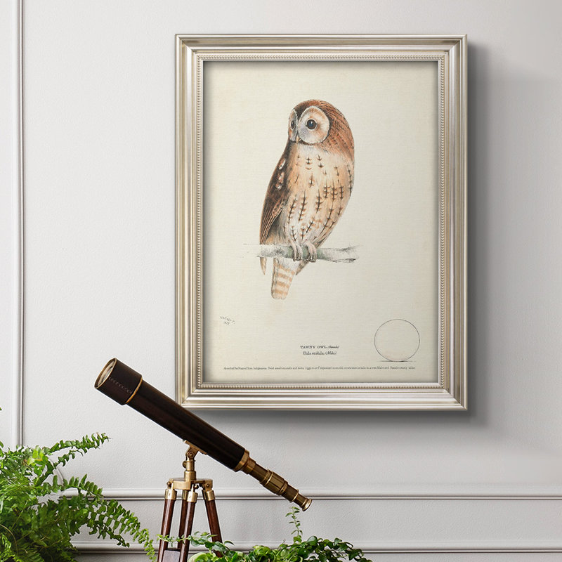 Tawny Owl - Reproduction d'un seul cadre photo sur toile, L 21 po x H 25 po