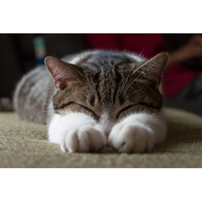 " Sleeping Cat " by Robertomm