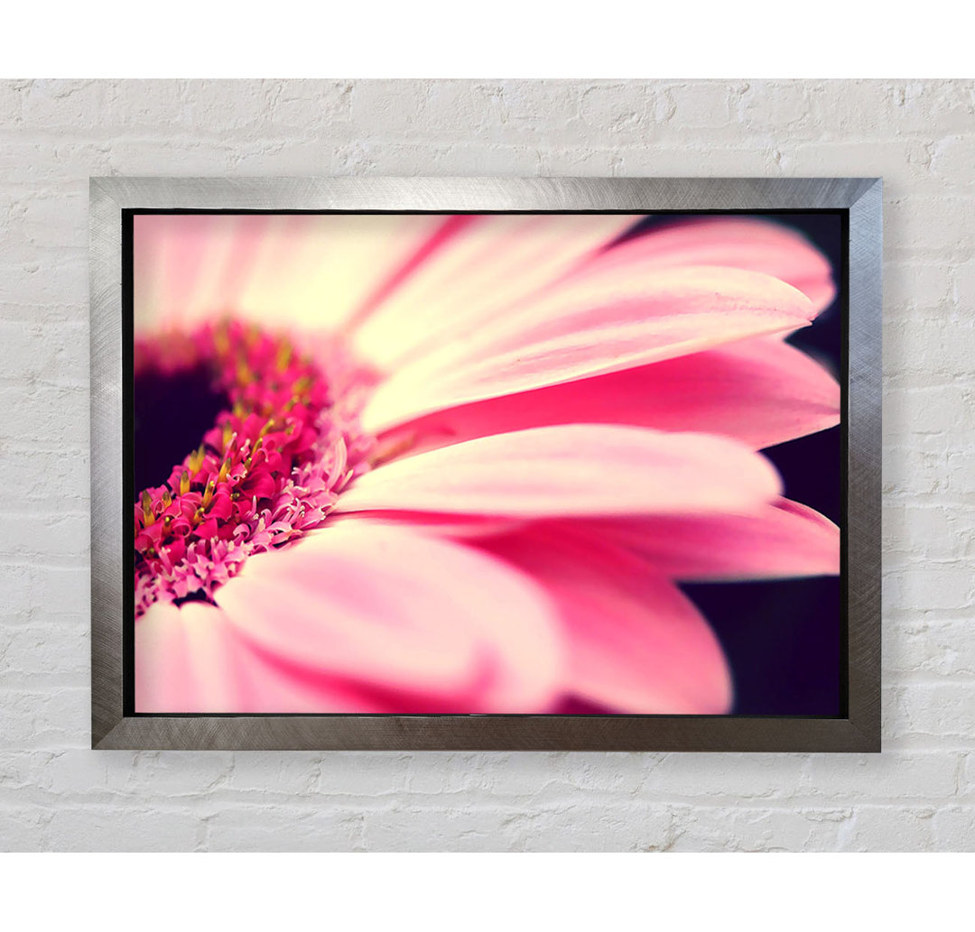 Gerahmtes Wandbild Gerbera Pink Petal Close-Up