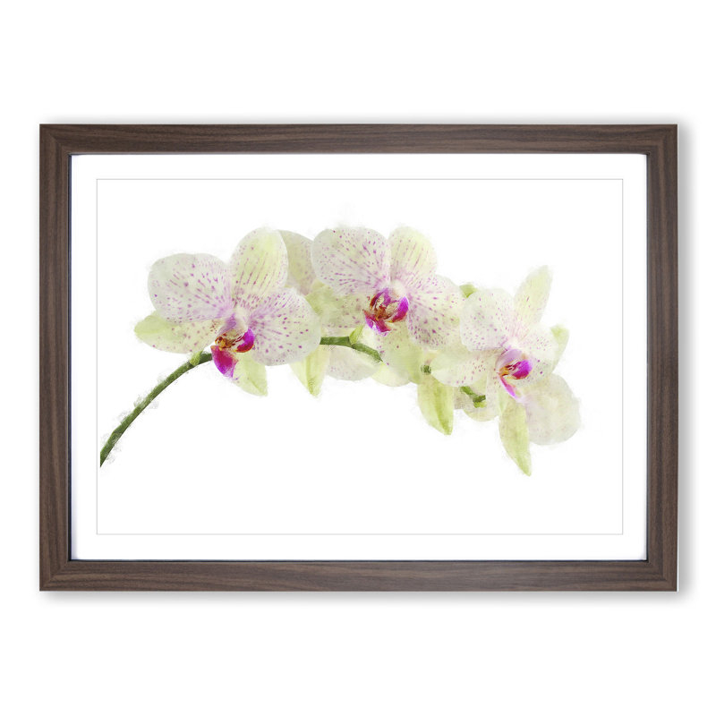 Orchid Flowers Vol.1 - Picture Frame Painting, 27cm H x 36cm W x 2cm D, Walnut Framed