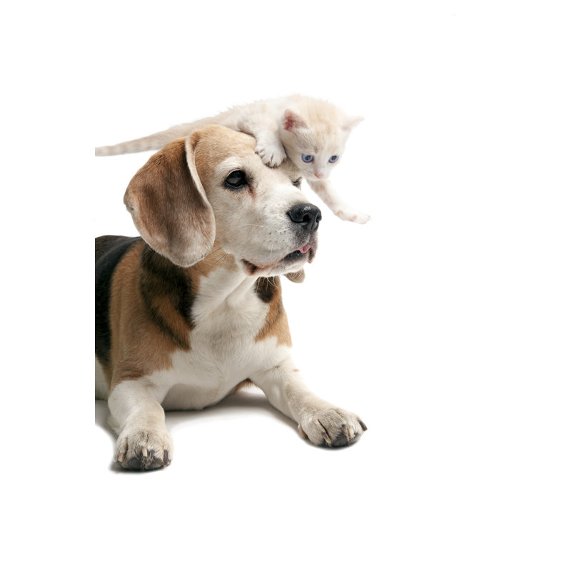 Friendship Between Cat And Dog by Mashabuba - No Frame Art Prints on Canvas, 122cm H x 81cm W