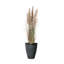 70 po Faux Pampas en pot
