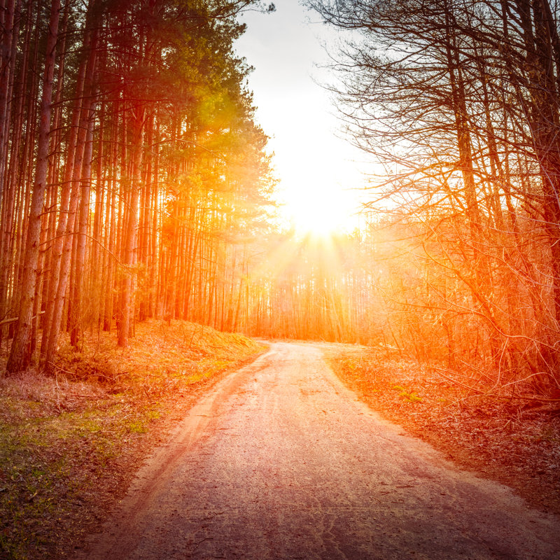 Walkway Through Forest - Wrapped Canvas Print, 91cm H x 91cm W x 3.8cm D