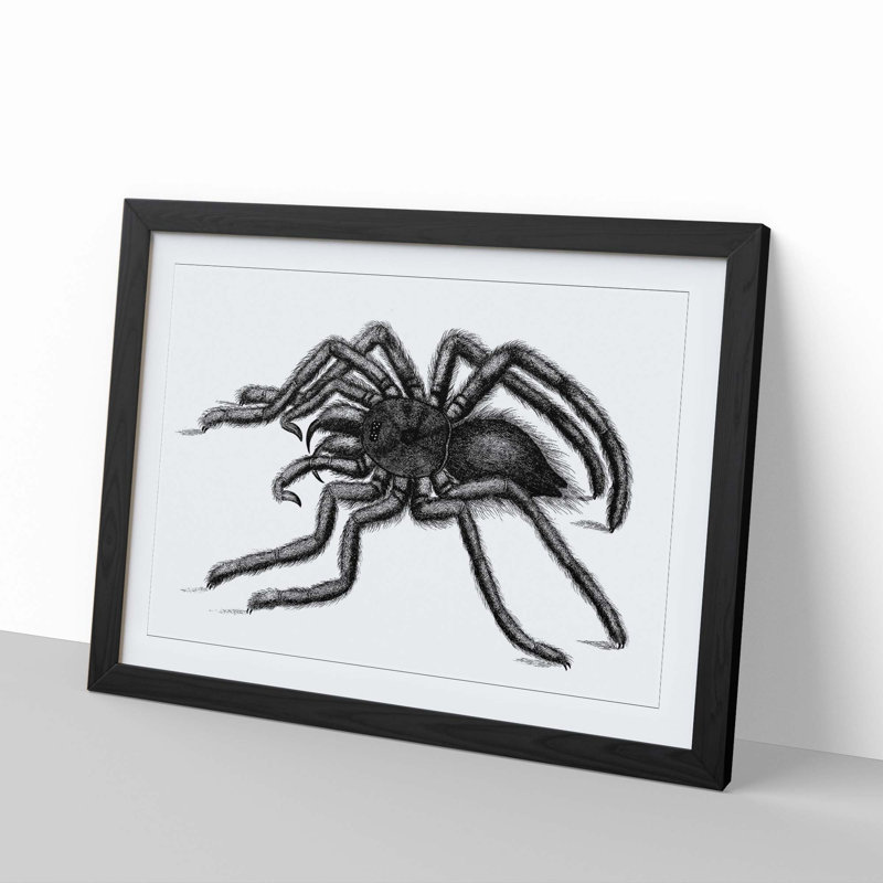 Tarantula Spider in Black & White by George Shaw - Picture Frame Drawing Print, 48cm H x 65cm W x 2cm D, Black Framed