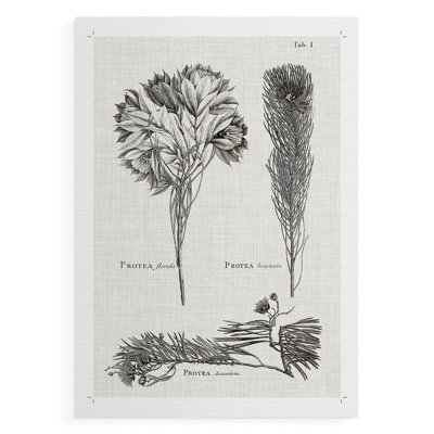 Protea sur lin noir et blanc I - impression sur toile seulement - non encadrée