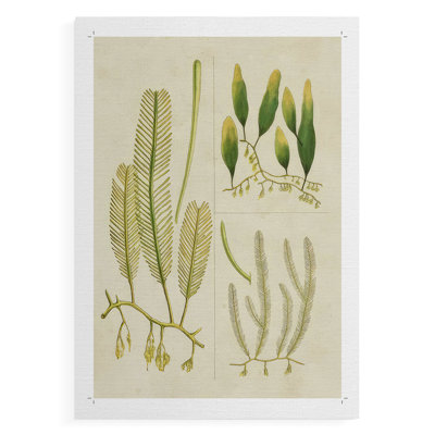 Herbe de mer rétro I - impression sur toile seulement - non encadrée