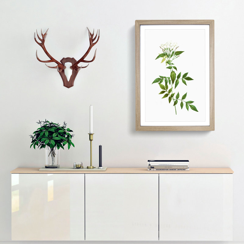 Jasmine Flowers by Pierre-Joseph Redoute - Picture Frame Graphic Art Print, Oak Framed, 65cm H x 48cm W x 2cm D