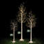 Ensemble de lumières DEL pour bouleau Adcock-2024130805