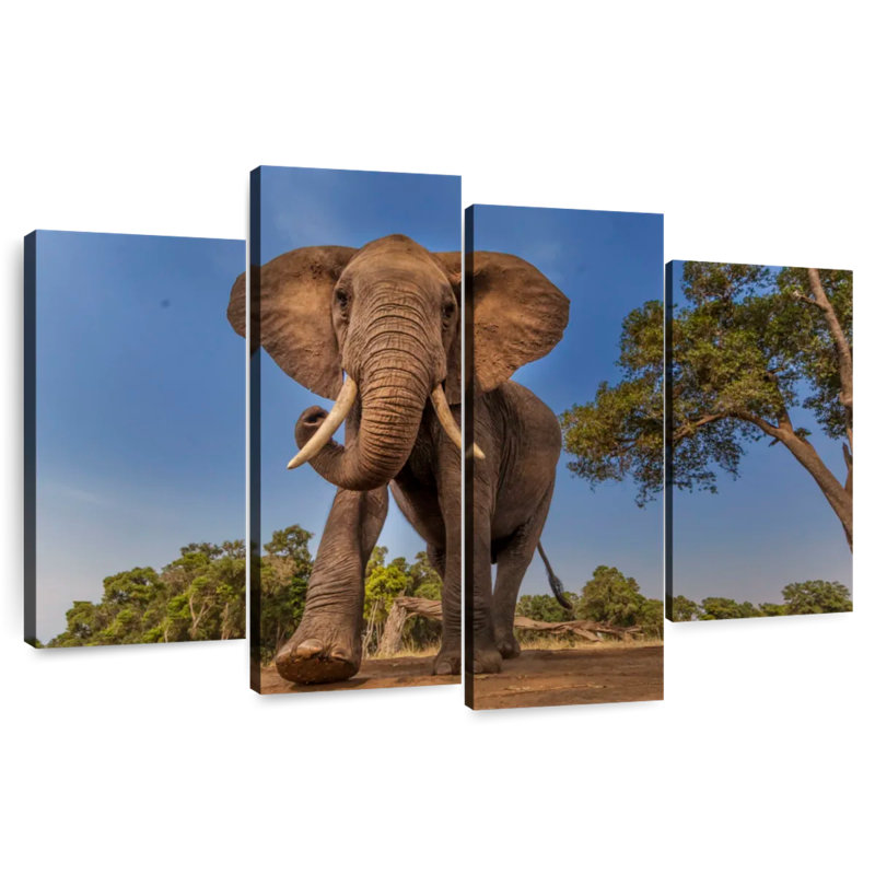 Playful African Elephant, 54" H x 84" W