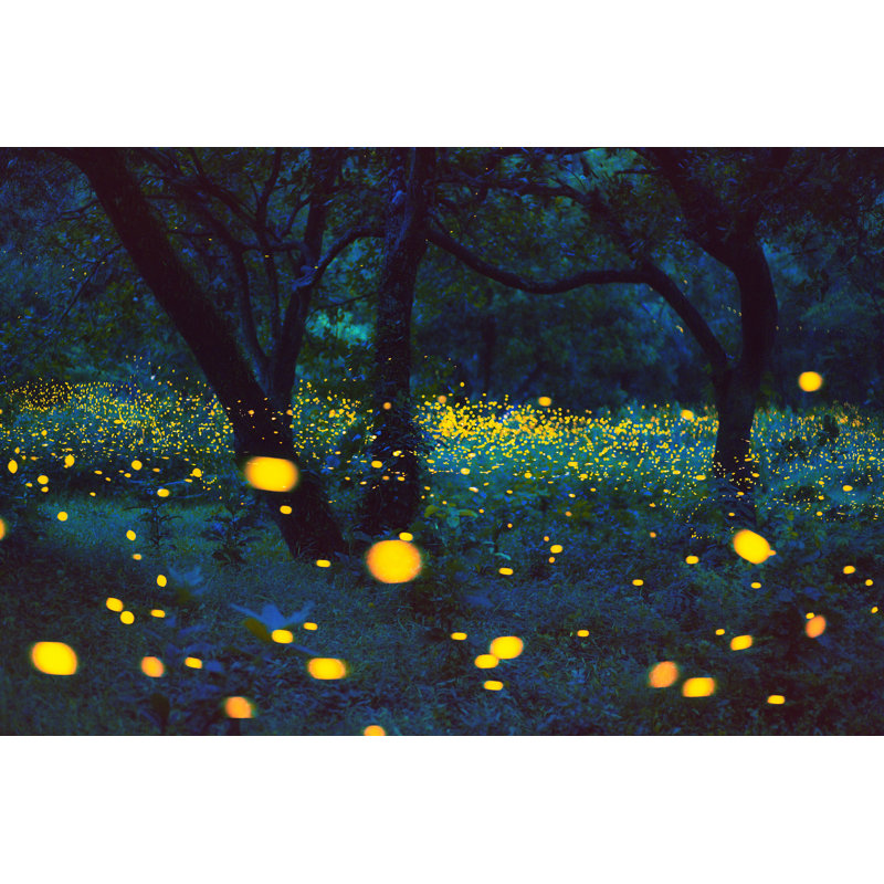 Firefly in Forest - Photographie sur toile tendue, H 8 po x l 12 po