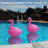 Floating Flamingo LED Pool Lights 2PCS, Waterproof, Glow In The Dark Solar Powered, Inflatable For Pool Spa Patio Wedding Party Christmas Decorations