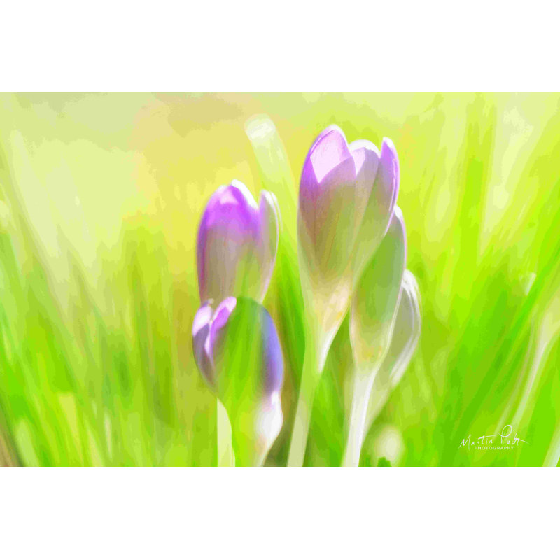 «Soft Crocus» par Martin Podt - reproduction imprimée, H 8 po x l 12 po, No, Toile tendue