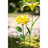 Weather Resistant Metal Plants & Flowers Garden Stake