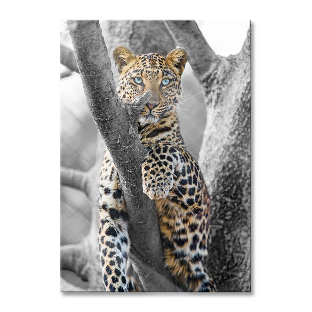 Glasbild Majestätischer Leopard auf Baum