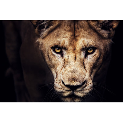 Lioness Portrait - Wrapped Canvas Print