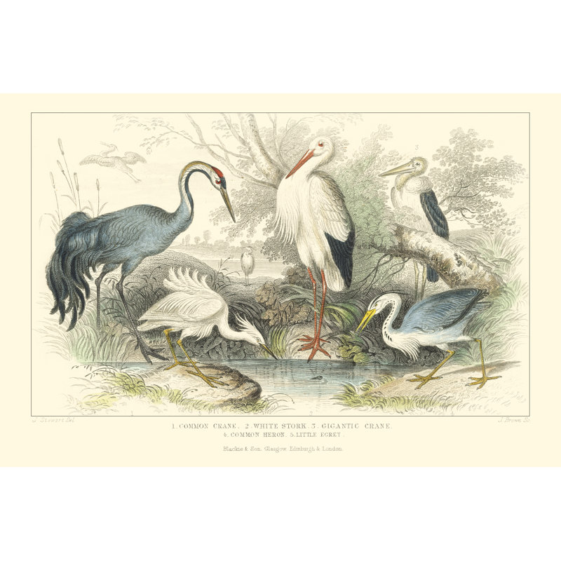 Herons Egrets & Cranes by J. Stewart - Wrapped Canvas Print, 30cm H x 46cm W 