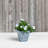 Alaunah Pot Planter-856830633-819794855