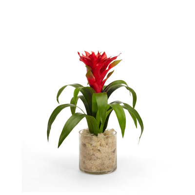 Tropical Bromeliad Centerpiece in Glass Jar
