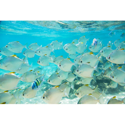 Flock Of Fish - Wrapped Canvas Print