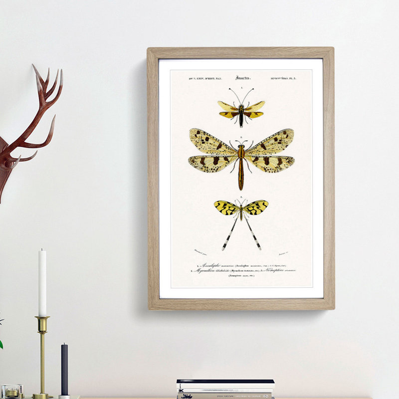 Butterfly Illustrations PL. 3 by Charles d' Orbigny - Picture Frame Graphic Art Print, 48cm H x 36cm W x 2cm D, Oak Framed
