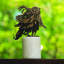 Brass Mod Owl