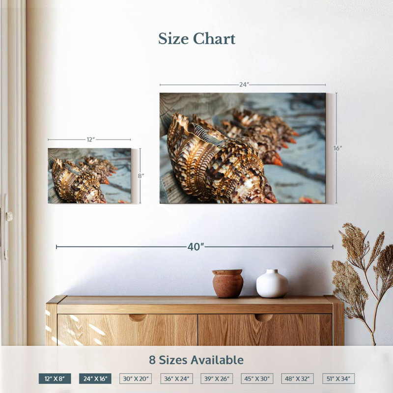 Ocean shells Aletra, H 16 po x l 24 po
