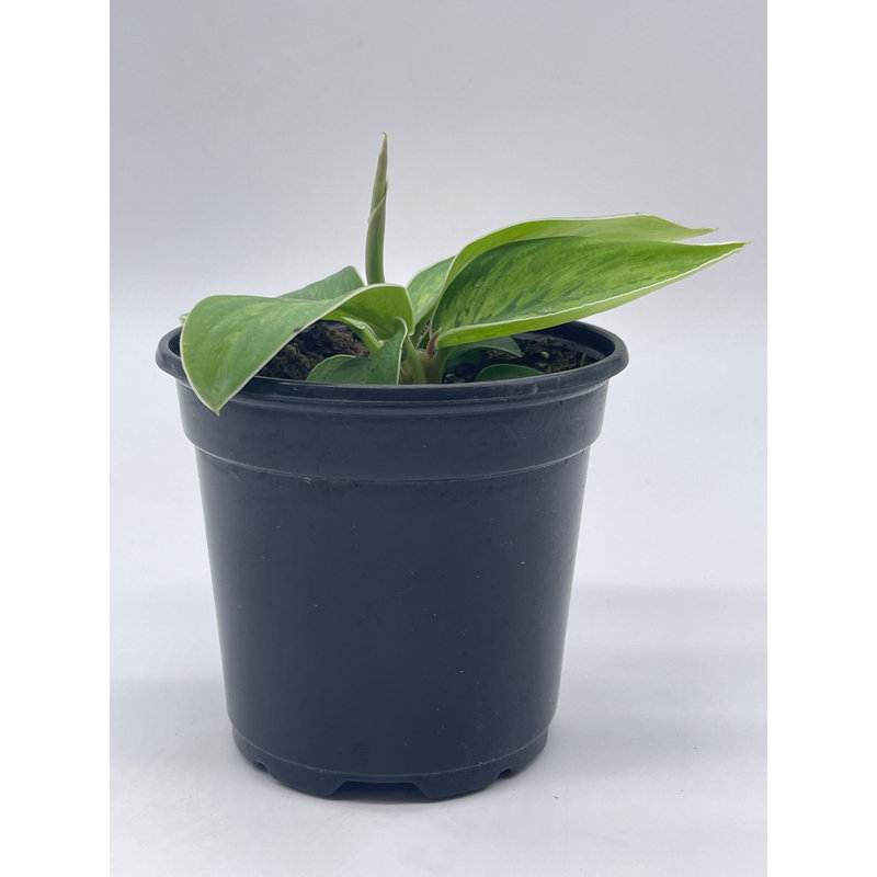 Homalomena Selby, 4 Inch