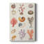 Collage corail et coquille I - galerie Cavas sur mesure-323535867