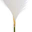 Polyethylene (PE) Pampas Arrangement