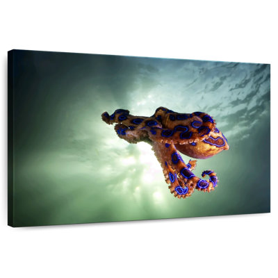 Brampt Underwater Blue Ringed Octopus