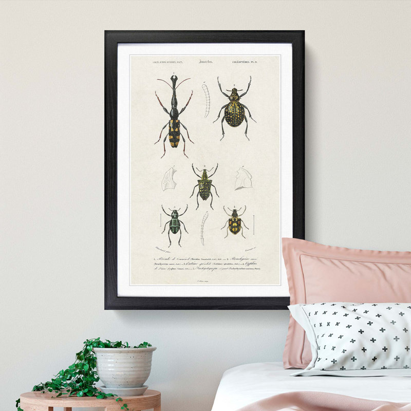 Beetle Illustrations PL.9 by Charles D'Orbigny Framed Print, 45cm H x 33cm W x 2cm D, Black Framed