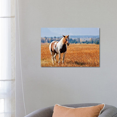 Brown And White Horse by Susan Vizvary - Wrapped Canvas Print