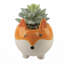 Ensemble de 2 plantes agave en céramique de fox en céramique dans un ensemble de pots