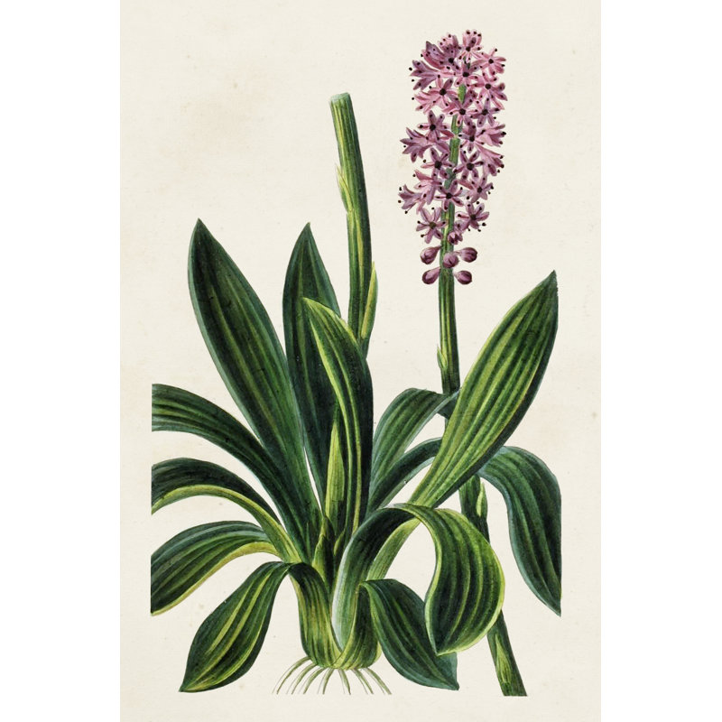 Antique Floral Folio II by Pancrace Bessa - Wrapped Canvas Painting, 76cm H x 51cm W 