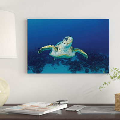 «Hawksbill Sea Turtle» par Amanda Nicholls, reproduction de photo sur toile tendue