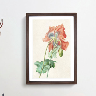 Poppy Flower by Pierre-Joseph Redoute - Picture Frame Painting Print