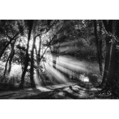 " Black And White Rays "