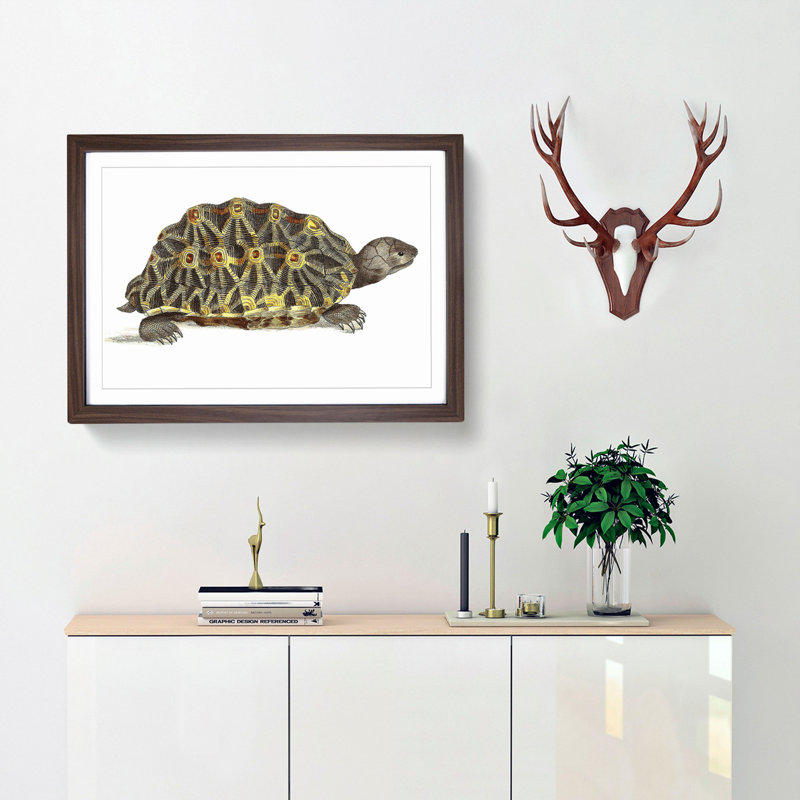 Tortoise by George Shaw - Picture Frame Painting Print, 36cm H x 48cm W x 2cm D, Walnut Framed