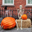 Squelette en plastique 36 po pour Halloween, 36 po