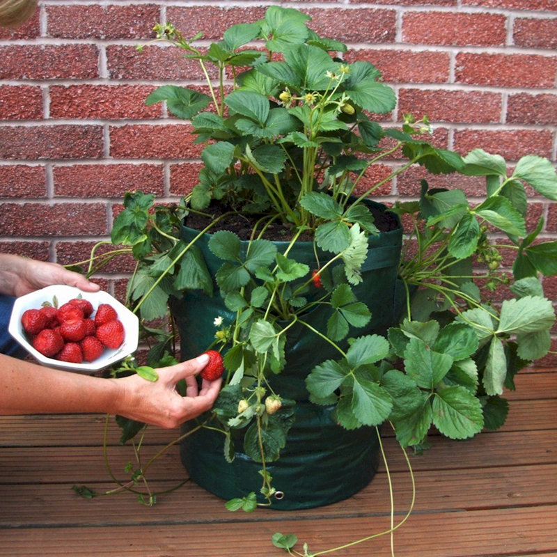 Helms Strawberry Planter
