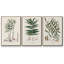 Fougères de la Botanical Society X 3 pièces-91891278-91891279