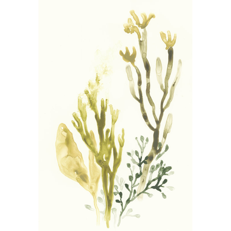 Kelp Collection II, 30cm H x 20cm W
