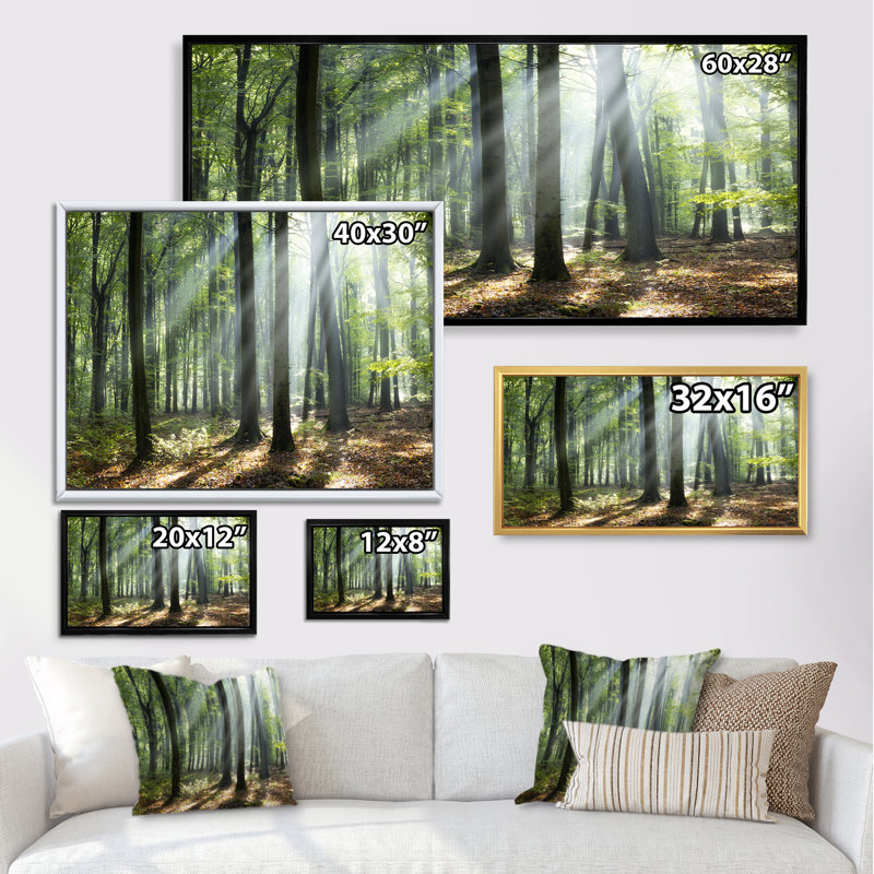 «Sunny Morning Magic Forest», photographie sur toile, H 8 po x l 12 po x P 1 po, Cadre doré