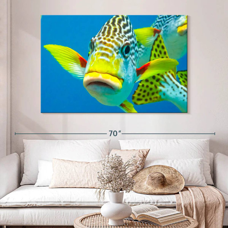 Gros plan sur les Braml Sweetlips