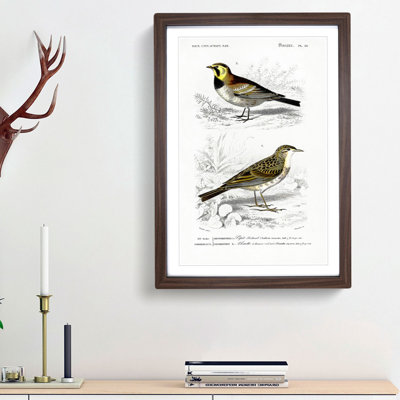 Bird Illustrations PL. 29 by Charles d Orbigny - Framed Print