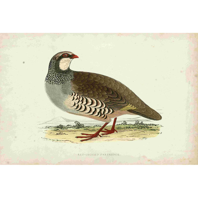 Morris Pheasants II, H 8 po x l 12 po